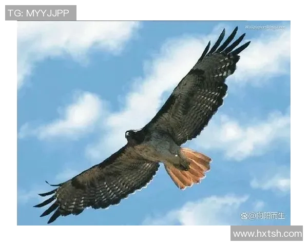 展翅高飞的王者力量：老鹰的生存智慧与自然奇迹