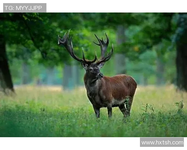 雄鹿栖息地与生态保护：探索雄鹿在自然环境中的生存挑战与未来发展潜力